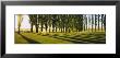 Poplar Trees Near A Wheat Field, Twin Falls, Idaho, Usa by Panoramic Images Limited Edition Print