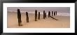 Logs On The Beach, Spurn, Yorkshire, England, United Kingdom by Panoramic Images Limited Edition Print