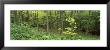 High Angle View Of Trees In A Forest, Scarborough, England, United Kingdom by Panoramic Images Limited Edition Print