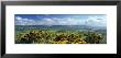 High Angle View Of Trees, North York Moors National Park, North Yorkshire, England, United Kingdom by Panoramic Images Limited Edition Print