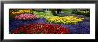 Keukenhof Garden, Lisse, The Netherlands by Panoramic Images Limited Edition Print