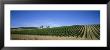 Vineyard, Yarra Valley, Victoria, Australia by Panoramic Images Limited Edition Print