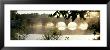 Stone Bridge In Fog, Loire Valley, France by Panoramic Images Limited Edition Pricing Art Print