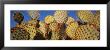 Close-Up Of Prickly Pear Cactus, Joshua Tree National Park, California, Usa by Panoramic Images Limited Edition Print