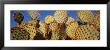 Close-Up Of Prickly Pear Cactus, Joshua Tree National Park, California, Usa by Panoramic Images Limited Edition Pricing Art Print