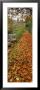 Leaves On The Grass In Autumn, Sneaton, North Yorkshire, England, United Kingdom by Panoramic Images Limited Edition Print