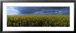 Clouds Over A Rape Field, Wolds, Yorkshire, England, United Kingdom by Panoramic Images Limited Edition Print