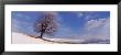 View Of A Single Tree On A Hill In Winter by Panoramic Images Limited Edition Print