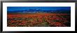 Field, Poppy Flowers, Antelope Valley, California, Usa by Panoramic Images Limited Edition Print