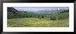 Flowering Plants In A Field, Mt. Wilson, San Miguel Range, Telluride, Colorado, Usa by Panoramic Images Limited Edition Print