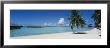 Palm Tree On The Beach, Moana Beach, Bora Bora, Tahiti, French Polynesia by Panoramic Images Limited Edition Pricing Art Print