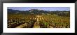 Vineyard, Geyserville, California, Usa by Panoramic Images Limited Edition Pricing Art Print