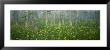 Pond, Cypress Trees, Tall Milkwort Plants, Flowers, Antioch Church Bay, North Carolina, Usa by Panoramic Images Limited Edition Print