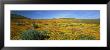 View Of Blossoms In A Poppy Reserve, Antelope Valley, Mojave Desert, California, Usa by Panoramic Images Limited Edition Print