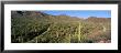 Saguaro National Park, Arizona, Usa by Panoramic Images Limited Edition Pricing Art Print