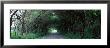 Road Through Trees Marion County, Illinois, Usa by Panoramic Images Limited Edition Print
