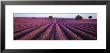Lavender Field, Fragrant Flowers, Valensole, Provence, France by Panoramic Images Limited Edition Print