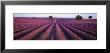 Lavender Field, Fragrant Flowers, Valensole, Provence, France by Panoramic Images Limited Edition Pricing Art Print