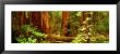 Muir Woods, Trees, National Park, Redwoods, California by Panoramic Images Limited Edition Print