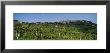 Low Angle View Of A Vineyard, San Gimignano, Tuscany, Italy by Panoramic Images Limited Edition Print