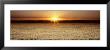Rice Field, Sacramento Valley, California, Usa by Panoramic Images Limited Edition Print