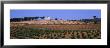 La Mancha, Crops, Farm, Spain by Panoramic Images Limited Edition Print