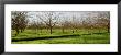Orchard, San Joaquin, California, Usa by Panoramic Images Limited Edition Print
