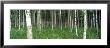 Birch Forest, Punkaharju, Finland by Leigh Jordan Limited Edition Pricing Art Print