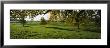 Trees In A Field, Aargau, Switzerland by Panoramic Images Limited Edition Print