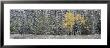 Pine Trees In A Forest, Grand Teton National Park, Wyoming, Usa by Panoramic Images Limited Edition Print