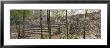 Iglesia Ruin, Coba Archaeological Zone, Quintana Roo, Mexico by Panoramic Images Limited Edition Print
