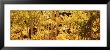 Aspens, Usa by Panoramic Images Limited Edition Pricing Art Print