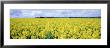 Rape Crop, Wiltshire, England, United Kingdom by Panoramic Images Limited Edition Pricing Art Print