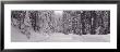Road, Yosemite Park, California, Usa by Panoramic Images Limited Edition Pricing Art Print