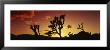 Silhouette Of Joshua Trees At Sunset, Joshua Tree National Monument, California, Usa by Panoramic Images Limited Edition Pricing Art Print