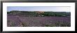 Lavenders Growing In A Field, Provence, France by Panoramic Images Limited Edition Pricing Art Print