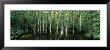 Big Cypress Nature Preserve, Florida, Usa by Panoramic Images Limited Edition Print