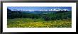San Miguel Mountains In Spring, Colorado, Usa by Panoramic Images Limited Edition Pricing Art Print