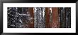 Sequoia National Park, California, Usa by Panoramic Images Limited Edition Pricing Art Print