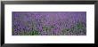 Field Of Lavender, Hokkaido, Japan by Panoramic Images Limited Edition Print