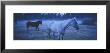 Dreamy Blue Mystery Horses by Panoramic Images Limited Edition Pricing Art Print