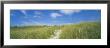 Grass On Sand Dunes, Cape Cod, Massachusetts, Usa by Panoramic Images Limited Edition Print