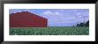 Red Barn, Cornfield, Yamhill County, Oregon, Usa by Panoramic Images Limited Edition Print