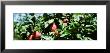 Apple Branch, Usa by Panoramic Images Limited Edition Pricing Art Print