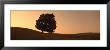 View Of A Lone Tree, Silhouette Of A Lone Tree At Dusk by Panoramic Images Limited Edition Print