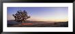 View Of A Lone Oak Tree At Dusk, Humboldt Country, California, Usa by Panoramic Images Limited Edition Print