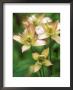 Clematis (Marjorie) by Mark Bolton Limited Edition Pricing Art Print