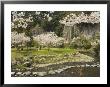 Spring Cherry Blossoms Near River With Stepping Stones, Kagoshima Prefecture, Kyushu, Japan by Christian Kober Limited Edition Print