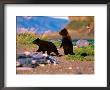 Brown Bear Cub In Katmai National Park, Alaska, Usa by Dee Ann Pederson Limited Edition Print