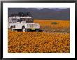 4X4 In Meadow Of Daisies, South Africa by Theo Allofs Limited Edition Print